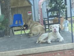 Found/Stray Unknown Dog last seen Near kivet dr , Jamestown, NC 27282