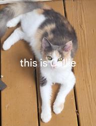Lost Female Cat last seen Calli ln & rambling rd and wildwood rd, Kershaw County, SC 29045