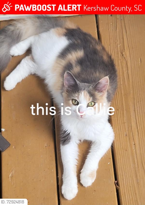 Lost Female Cat last seen Calli ln & rambling rd and wildwood rd, Kershaw County, SC 29045