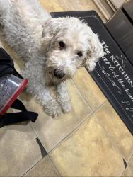 Lost Male Dog last seen Near Robin st, Bridgeport, CT 06606