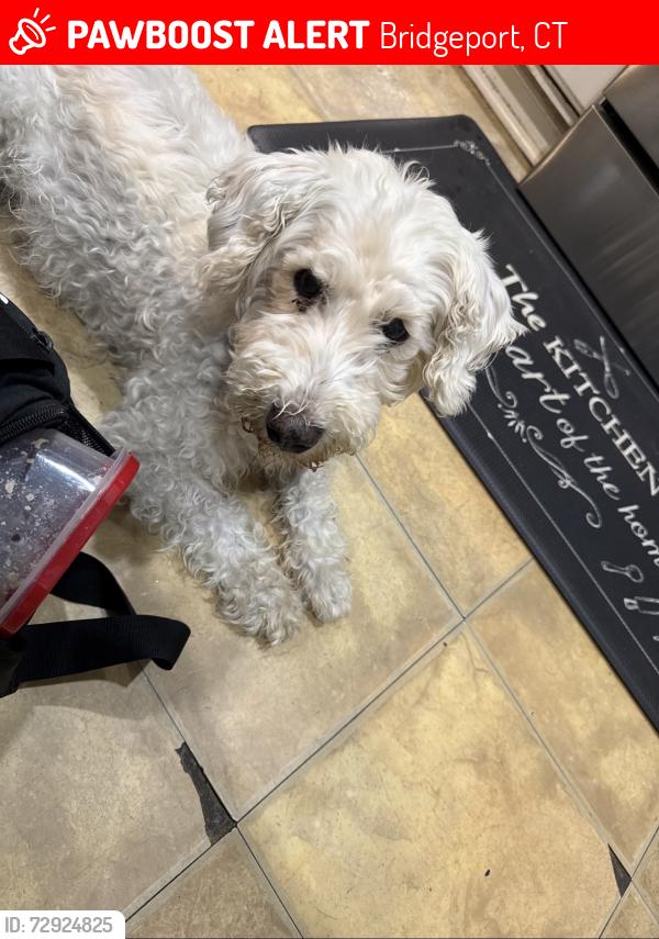 Lost Male Dog last seen Near Robin st, Bridgeport, CT 06606