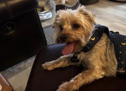 Lost Female Dog last seen Grass and greenpark, Homosassa, FL 34446