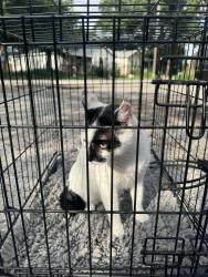 Reunited Female Cat last seen Brisk Brook and kendall prairie , San Antonio, TX 78244