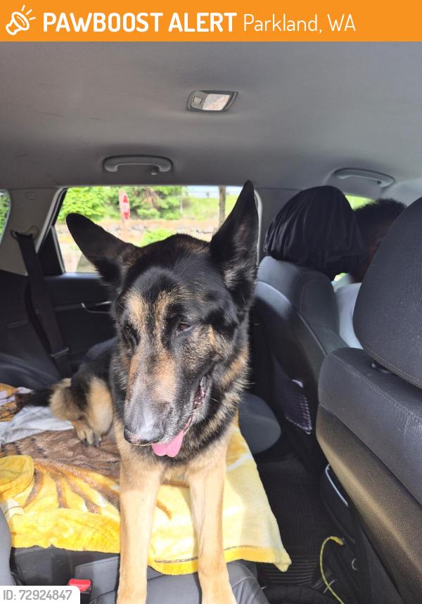 Found/Stray Male Dog last seen Parkland, Parkland, WA 98444