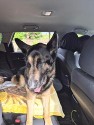 Found/Stray Male Dog last seen Parkland, Parkland, WA 98444
