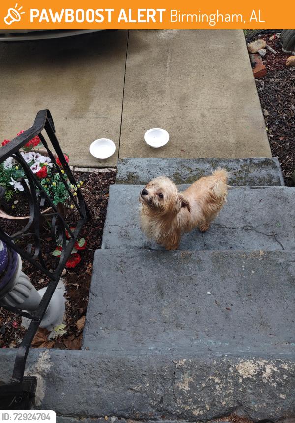 Found/Stray Unknown Dog last seen North Birmingham park, Birmingham, AL 35207
