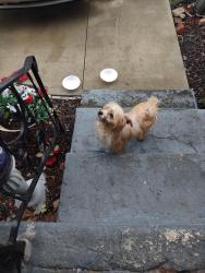 Found/Stray Unknown Dog last seen North Birmingham park, Birmingham, AL 35207