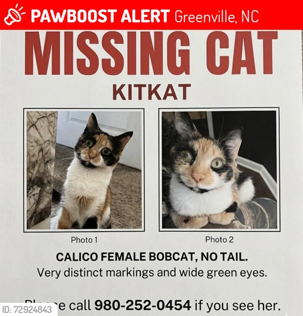 Lost Female Cat last seen Fox Den Way, Greenville, NC 27858