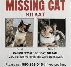 Lost Female Cat last seen Fox Den Way, Greenville, NC 27858