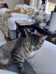 Reunited Female Cat last seen Shaker Road and Shady Oak Drive , Enfield, CT 06082