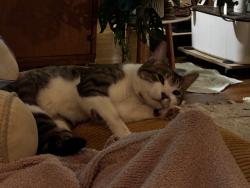 Reunited Male Cat last seen 65th and Ravenna, Seattle, WA 98115