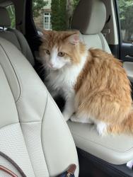 Found/Stray Unknown Cat last seen E Winmore Ave, Carrboro, NC 27516