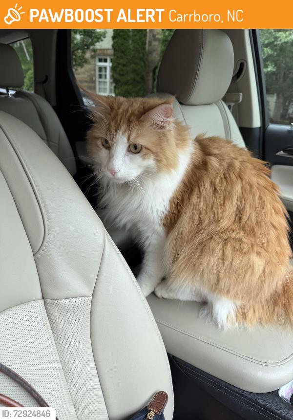 Found/Stray Unknown Cat last seen E Winmore Ave, Carrboro, NC 27516