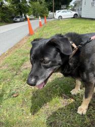 Reunited Male Dog last seen stevens street, Lowell, MA 01851