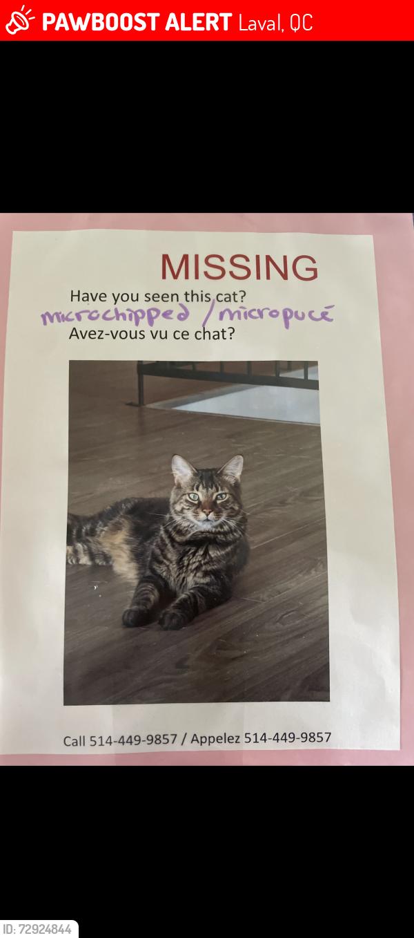 Lost Male Cat last seen De la Maurice et de blois, Laval, QC 