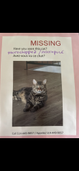 Lost Male Cat last seen De la Maurice et de blois, Laval, QC 