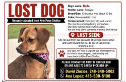 Lost Female Dog last seen Oak Forest Dr, Buda, TX 78610