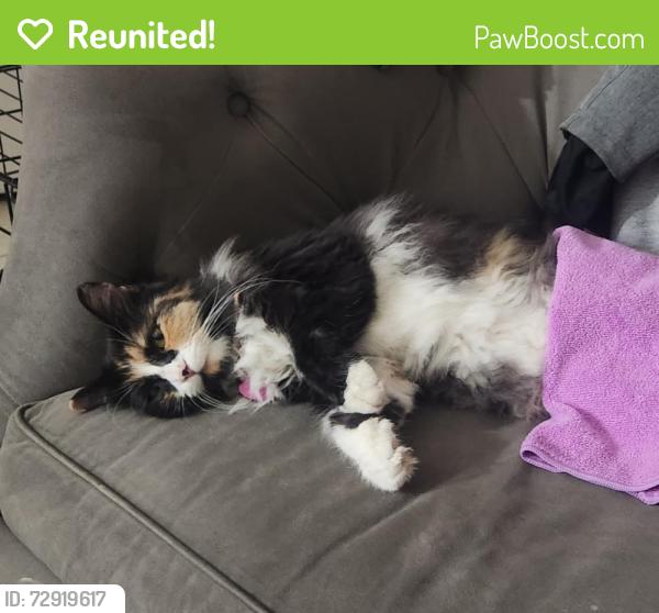 Reunited Female Cat last seen Newbury dr arlington tx , Arlington, TX 76014