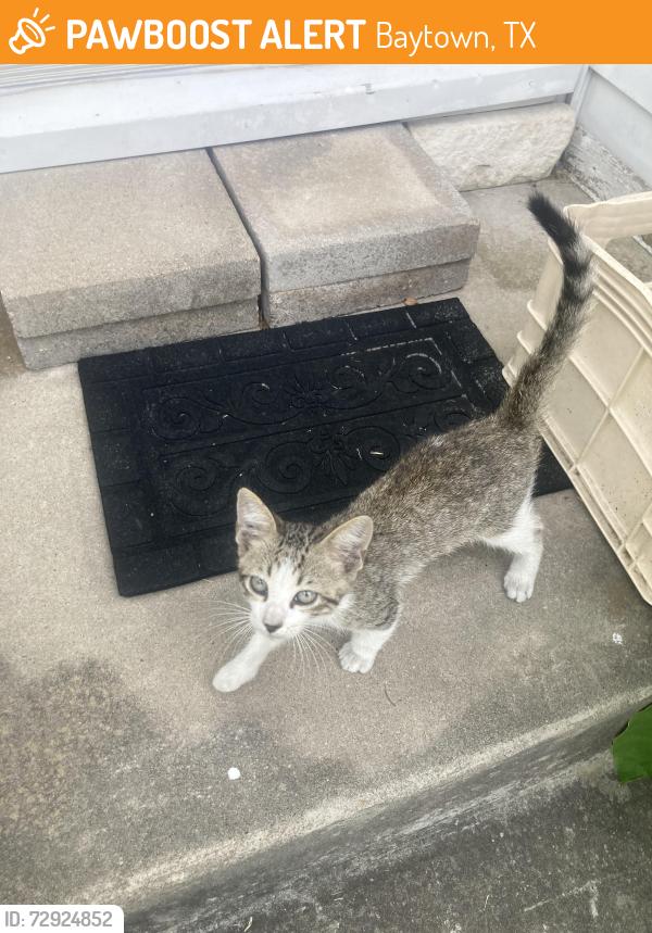 Found/Stray Unknown Cat last seen Chaparral village, Baytown, TX 77521