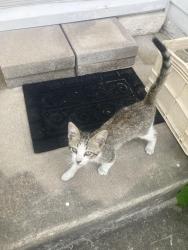 Found/Stray Unknown Cat last seen Chaparral village, Baytown, TX 77521