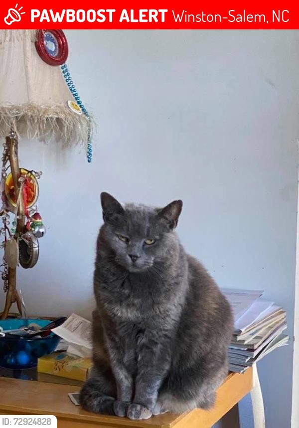 Lost Female Cat last seen Sapporo village , Winston-Salem, NC 27127