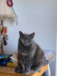 Lost Female Cat last seen Sapporo village , Winston-Salem, NC 27127