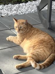 Reunited Male Cat last seen Our backyard , Port St. Lucie, FL 34953
