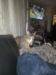 Reunited Male Cat last seen Near Ave and 202st, Langley Township, BC V2Z 2B9