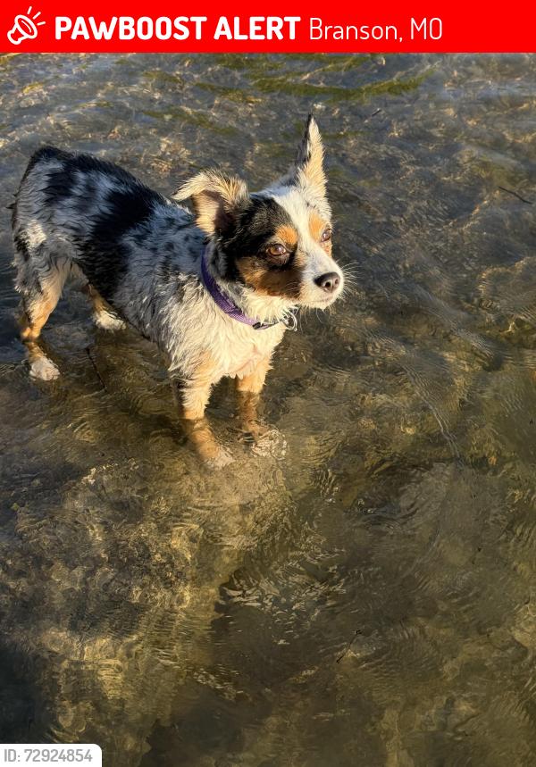 Lost Female Dog last seen Majestic circle , Branson, MO 65616