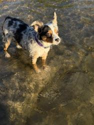 Lost Female Dog last seen Majestic circle , Branson, MO 65616