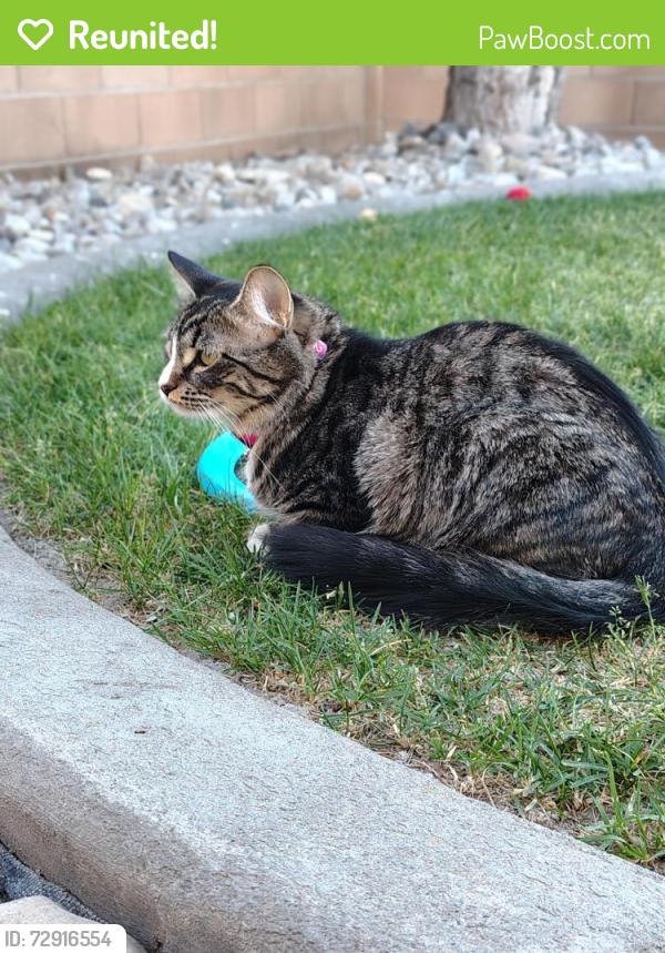 Reunited Female Cat last seen Old Mill Elementary and Porter Way Park , Stansbury Park, UT 84074