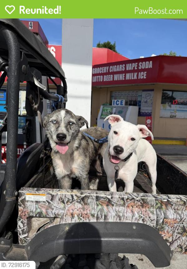Reunited Male Dog last seen Spring garden ranch road, De Leon Springs, FL 32130