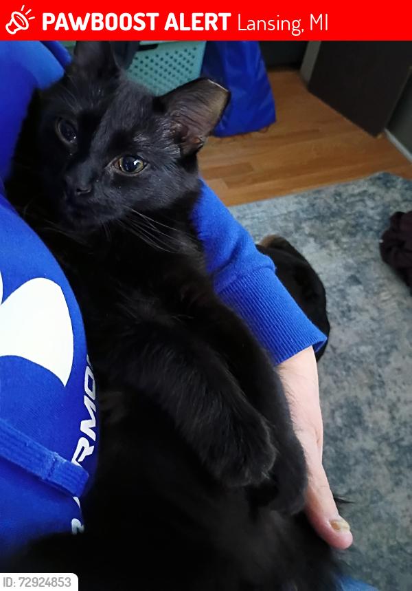 Lost Male Cat last seen MLK/Willow , Lansing, MI 48915