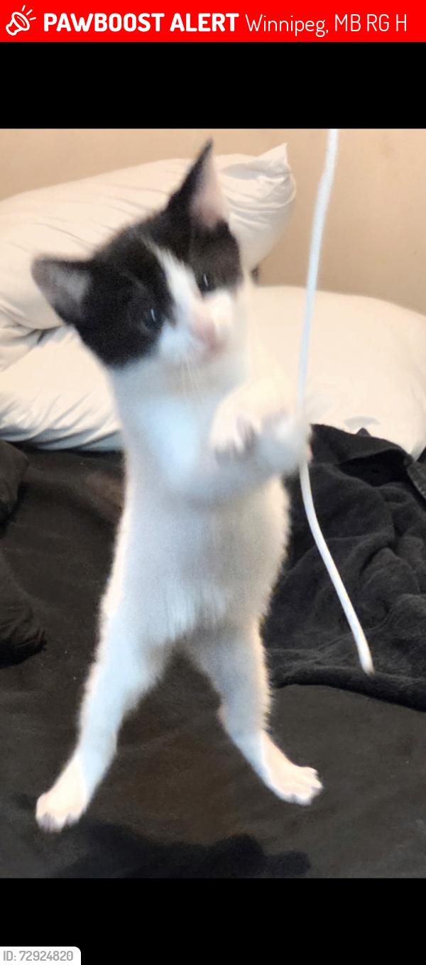 Lost Male Cat last seen Raleigh St and Springfield St, Winnipeg, MB R2G 1H6