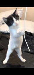 Lost Male Cat last seen Raleigh St and Springfield St, Winnipeg, MB R2G 1H6