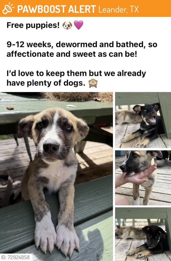 Found/Stray Male Dog last seen arney St. , Leander, TX 78641