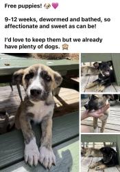 Found/Stray Male Dog last seen arney St. , Leander, TX 78641