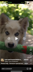 Lost Male Dog last seen 58th and MacArthur in Warr Acres, OK, Warr Acres, OK 73122