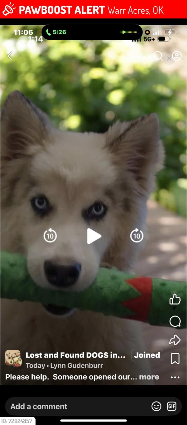 Lost Male Dog last seen 58th and MacArthur in Warr Acres, OK, Warr Acres, OK 73122