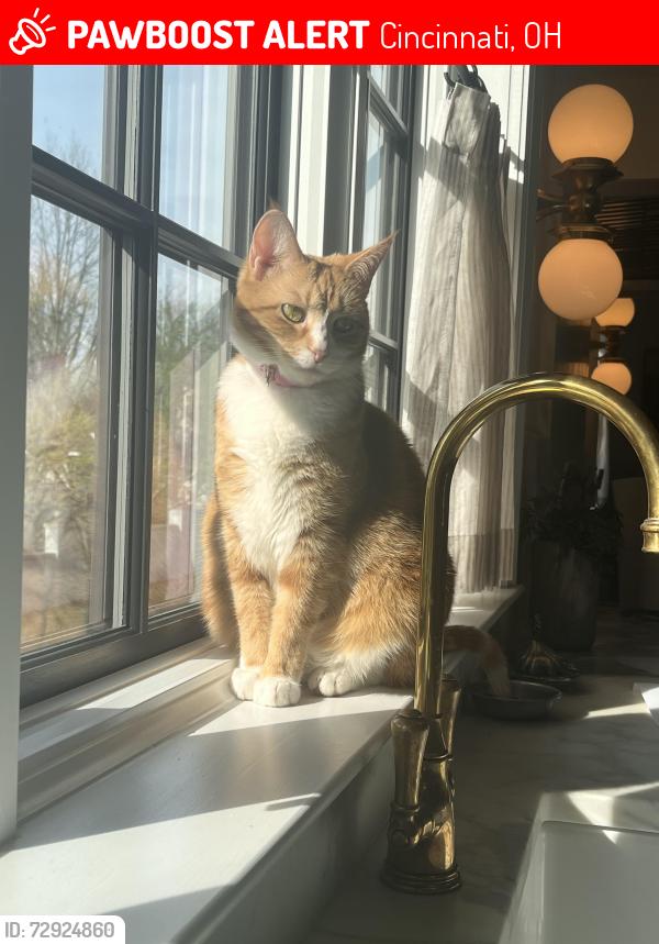 Lost Female Cat last seen Vineyard Place/Stanley Avenue, Cincinnati, OH 45226