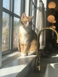 Lost Female Cat last seen Vineyard Place/Stanley Avenue, Cincinnati, OH 45226