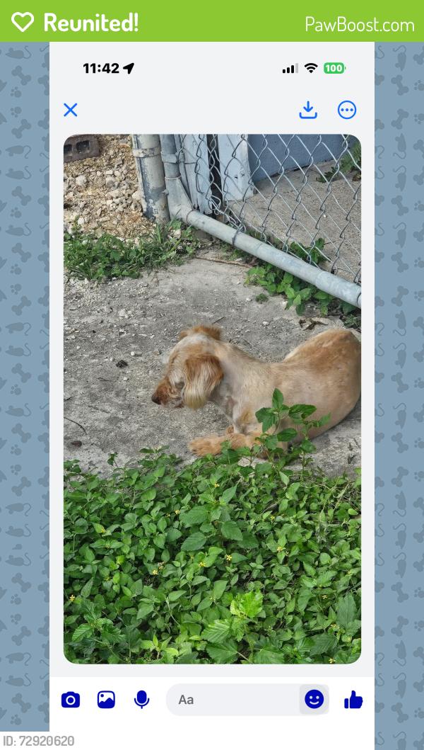 Reunited Male Dog last seen West Martin st, San Antonio, TX 78207