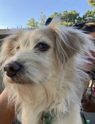 Reunited Male Dog last seen Rossmoor Way, Modesto, CA 95355, USA, Modesto, CA 95355