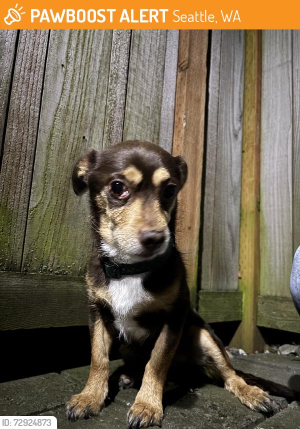 Found/Stray Male Dog last seen E Columbia St by 14th Ave, Seattle, WA 98122