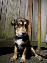 Found/Stray Male Dog last seen E Columbia St by 14th Ave, Seattle, WA 98122
