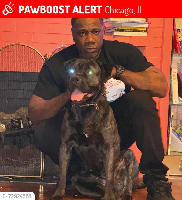 Lost Male Dog last seen 91st and Mackinaw , Chicago, IL 60617