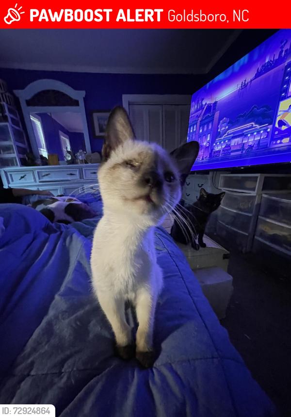 Lost Female Cat last seen Braswell Road/Hwy 581 Pine Forest Church, Goldsboro, NC 27530
