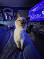 Lost Female Cat last seen Braswell Road/Hwy 581 Pine Forest Church, Goldsboro, NC 27530