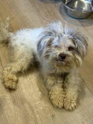 Reunited Unknown Dog last seen Near Grand Oaks Equestrian Resort, Lady Lake, FL 32159