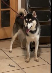 Reunited Male Dog last seen Reed Road, Houston, TX 77033